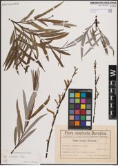 Foto von Salix eleagnos Scop.